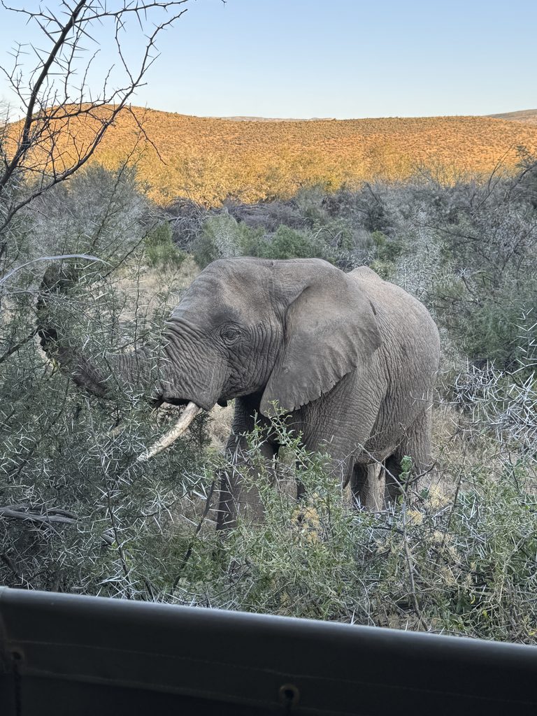 African elephant spotted on safari in South Africa