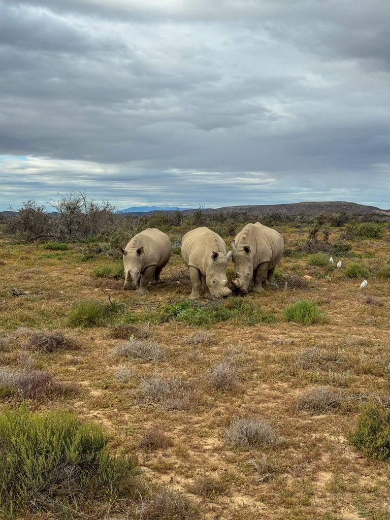 Three white rhinos spotted on safari in South Africa