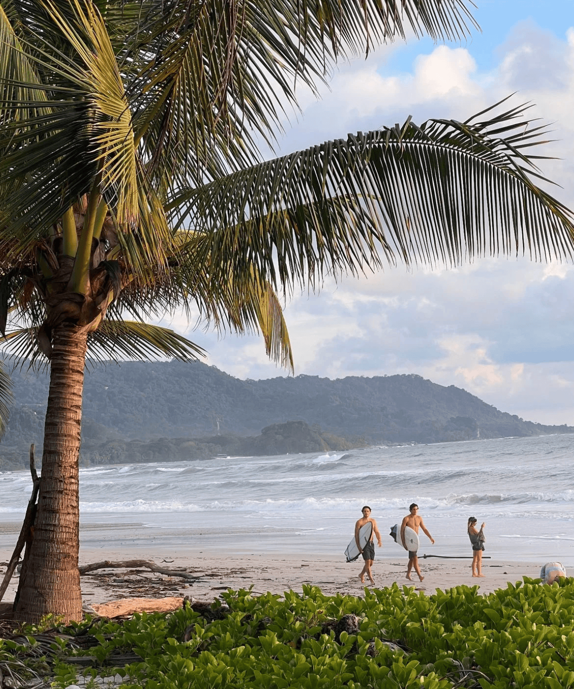 Palm-lined beach in Guanacaste, Costa Rica overlooking the Pacific Ocean