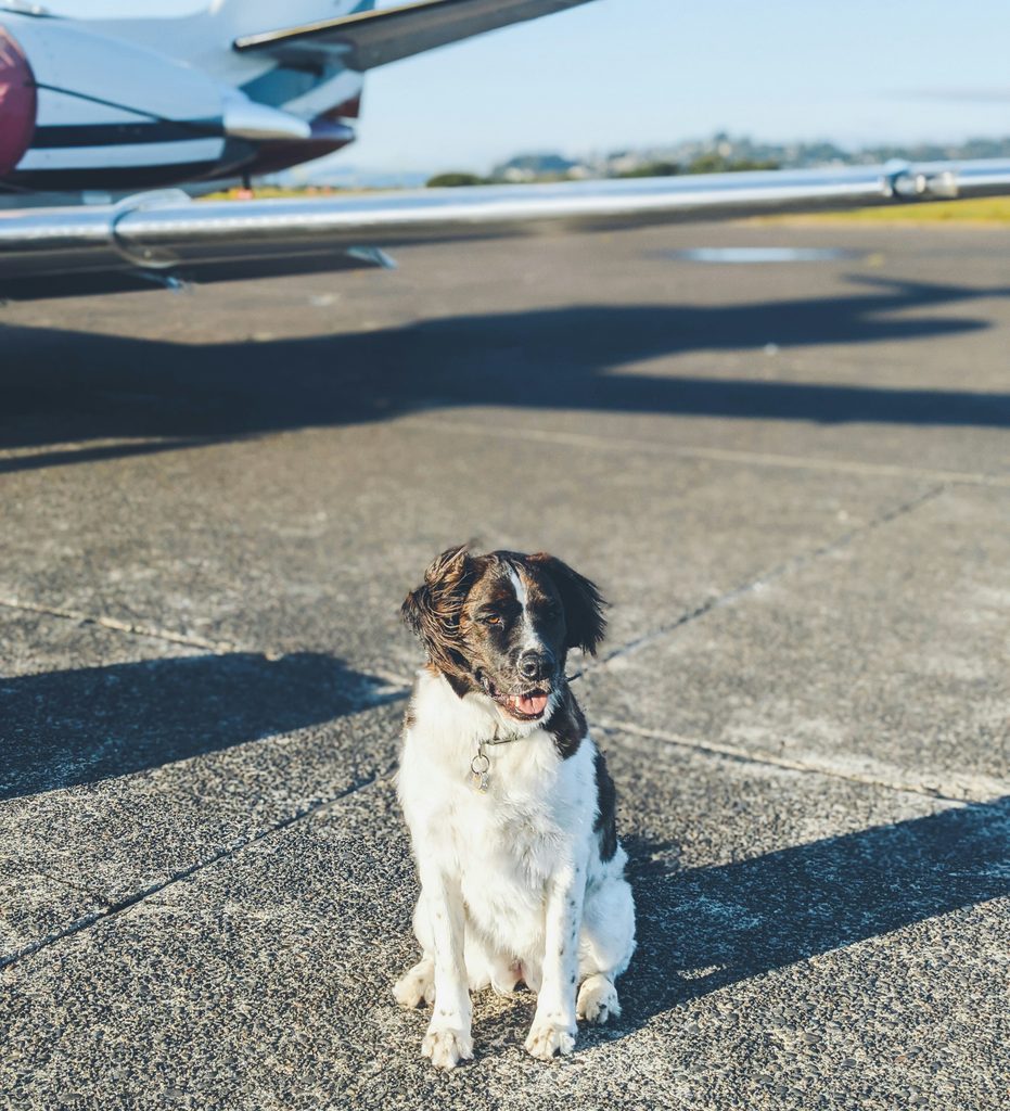 Dog at the airport next to a plane