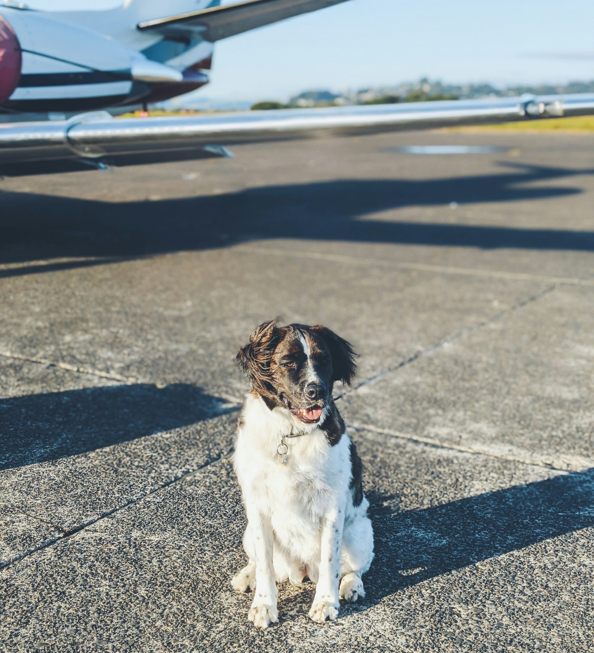 Dog sitting on an airport tarmac near an airplane before a flight